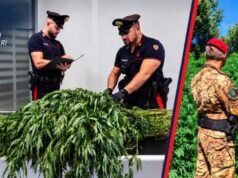 Sassari, sequestrate oltre 11.500 piante di cannabis in tre operazioni