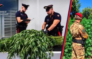 Sassari, sequestrate oltre 11.500 piante di cannabis in tre operazioni