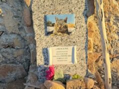 Muscione, la storia del gatto di Tavolara che visse libero per vent’anni