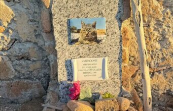 Muscione, la storia del gatto di Tavolara che visse libero per vent’anni
