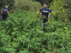 San Nicolò d’Arcidano, 25enne arrestato: deteneva 281 piante di canapa e stupefacenti