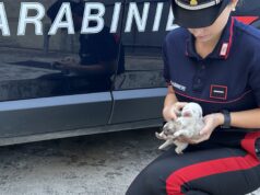 Bonorva, sei cuccioli abbandonati in una scatola sulla 131: salvati dai Carabinieri
