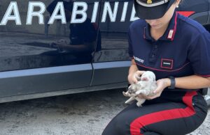 Bonorva, sei cuccioli abbandonati in una scatola sulla 131: salvati dai Carabinieri