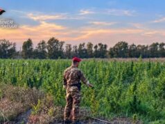 Loiri Porto San Paolo, maxi piantagione di cannabis da 2.289 piante: 4 arresti