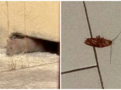 Scuole invase da topi e blatte, immagini shock e scene da baraccopoli | Video