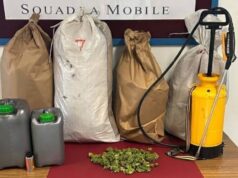 Oristanese, piantagione di cannabis e circa 10Kg di marijuana: un allevatore nei guai
