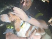 Nuoro, dopo diverse ore di soccorsi recuperato un cane intrappolato a 6 metri di profondità